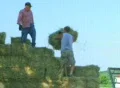 Farmers Loading Hay Footage