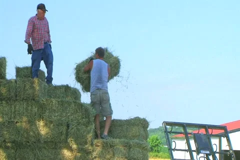 Farmers Loading Hay Stock Footage 2733264