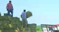 Farmers Loading Hay HD Footage