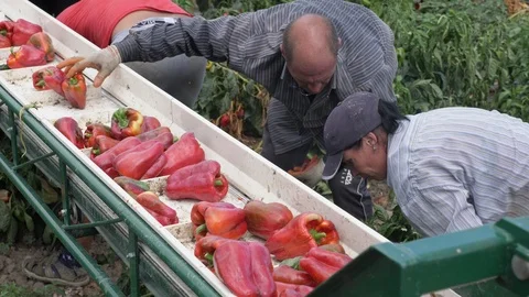Farmers loading red bell peppers on machinery conveyor belt-south of italy Stock Footage 100358363
