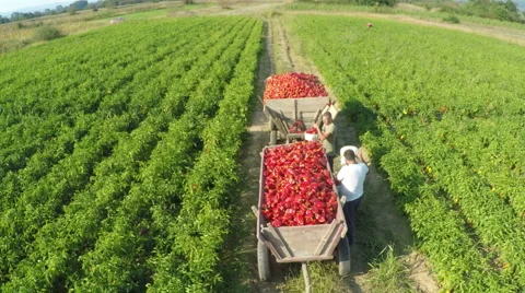 Farmers loading trailer with picked peppers on plantation,aerial view by Cutter. Stock Footage 68685104
