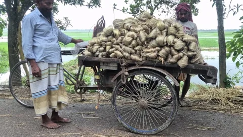 Farmers Loading Wet Raw Jute Fiber Onto Van In Pabna Bangladesh Jul 24 2026 Stock Footage 340535630