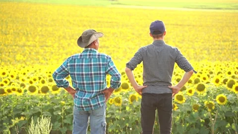 Farmers makes the mark high five in a field of sunflower. Stock-Footage 137103101