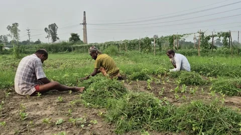 Farmers Manually Weeding And Cleaning Vegetable Field Plantation 動画素材 337922564
