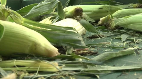 Farmer's Market Corn Stock Footage