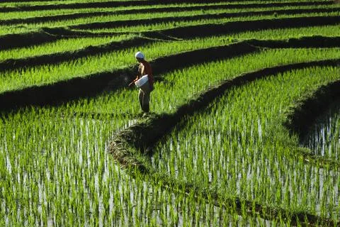 Farmers in the morning spread fertilizer on rice fields in Indonesia Stock Photos