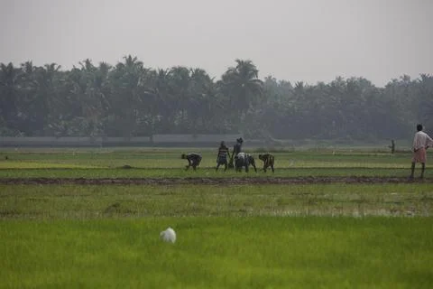Farmers Stock Photos