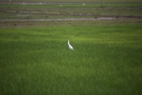 Farmers 스톡 사진