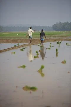 Farmers Stock Photos