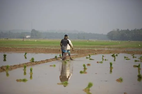 Farmers Stock Photos