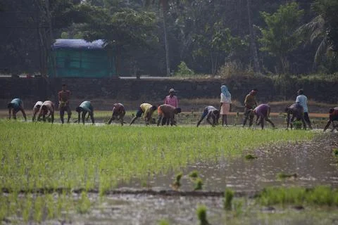 Farmers Stock Photos