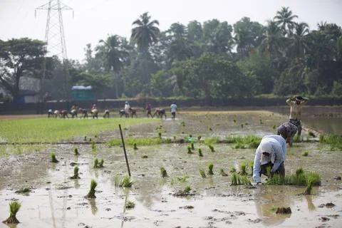 Farmers Stock Photos