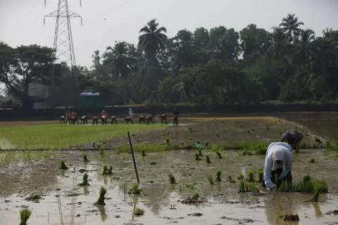 Farmers Stock Photos