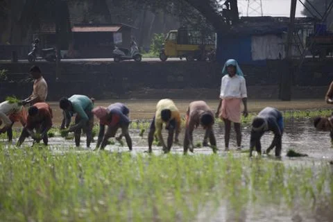 Farmers 스톡 사진
