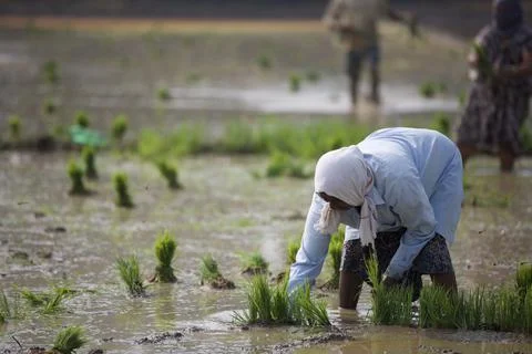 Farmers Stock Photos
