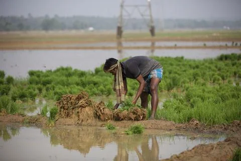 Farmers 스톡 사진