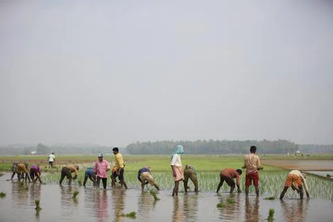 Farmers Stock Photos