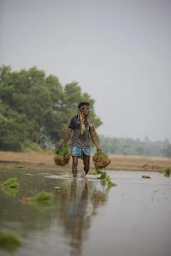 Farmers Stock Photos