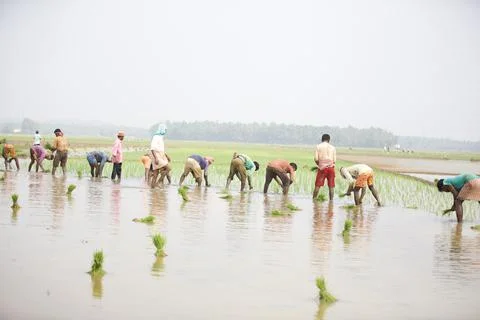 Farmers 스톡 사진