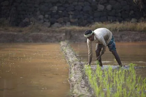 Farmers 스톡 사진