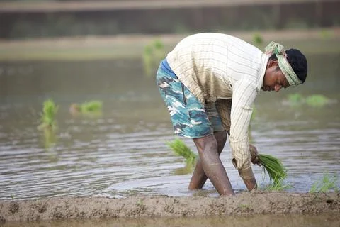 Farmers Stock Photos