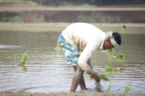 Farmers Stock Photos