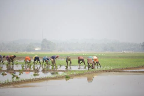 Farmers Stock Photos