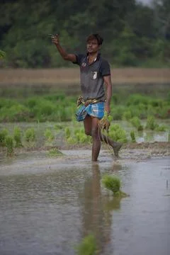 Farmers Stock Photos
