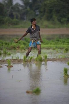 Farmers Stock Photos