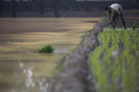 Farmers 스톡 사진