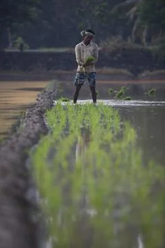 Farmers Stock Photos