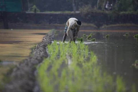 Farmers Stock Photos