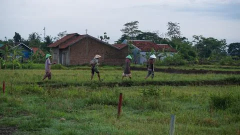 Farmers Stock Photos