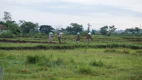 Farmers Stock Photos