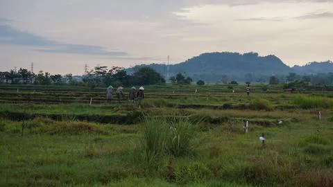 Farmers Stock Photos