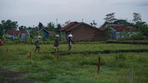 Farmers Stock Photos