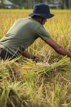 Farmers Stock Photos