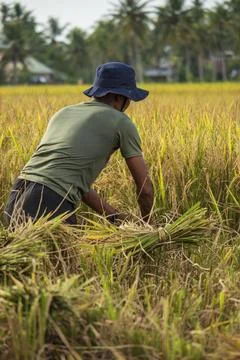 Farmers Stock Photos