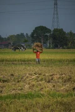 Farmers Stock Photos