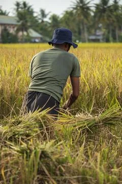 Farmers Stock Photos