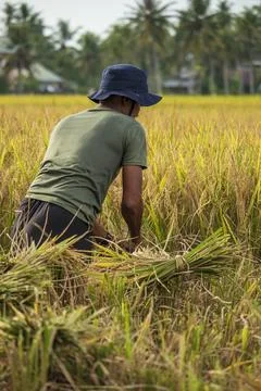 Farmers Stock Photos