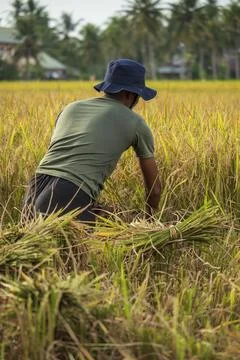 Farmers Stock Photos