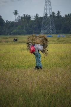 Farmers Stock Photos