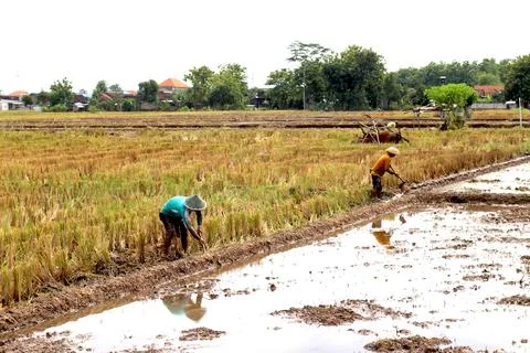 Farmers Stock Photos