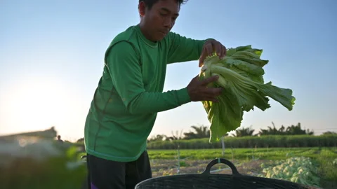 Farmers pick the produce from the field's.	 Stock Footage 224349482
