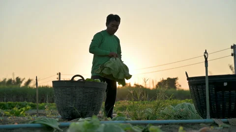Farmers pick the produce from the field's.	 Stock Footage 224349963