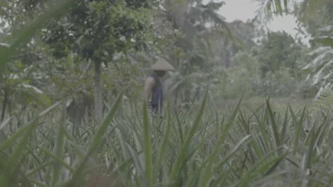 Farmers picking pineapple leaves 스톡 동영상 167373841