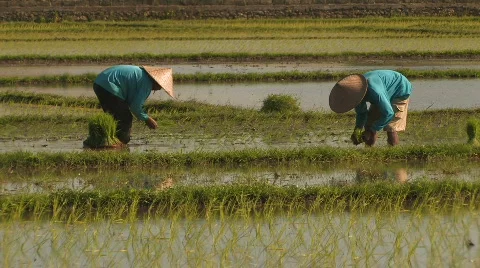 Farmers Plant Rice Paddy PLANTING Field Bali Indonesia Men Working Agriculture Stock Footage