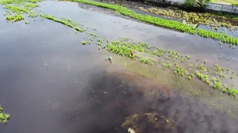 Farmers planting rice in the fields during very hot weather Stock Footage 311903441