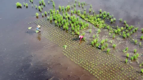 Farmers planting rice in the fields during very hot weather Stock Footage 311903549